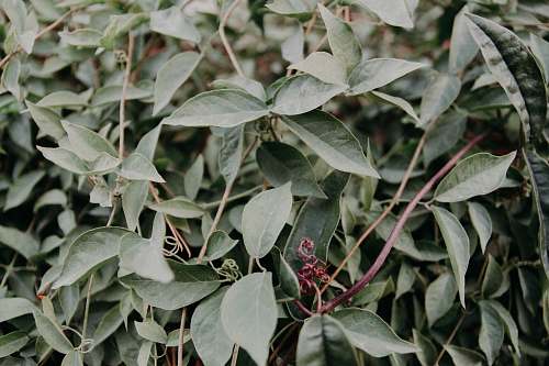 las vegas green leafed plant neonbrand digital marketing